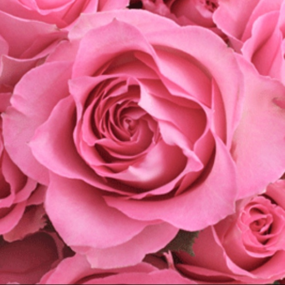 Meet your Posher, Camia